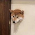 王路飞
