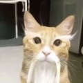 陈刀仔